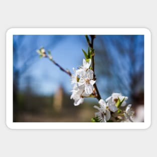 Blooming apple-tree branch Sticker